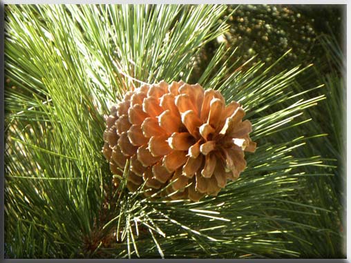 pine cone